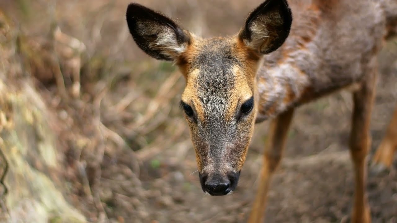 Il capriolo - caratteristiche, dove vive e le sue abitudini