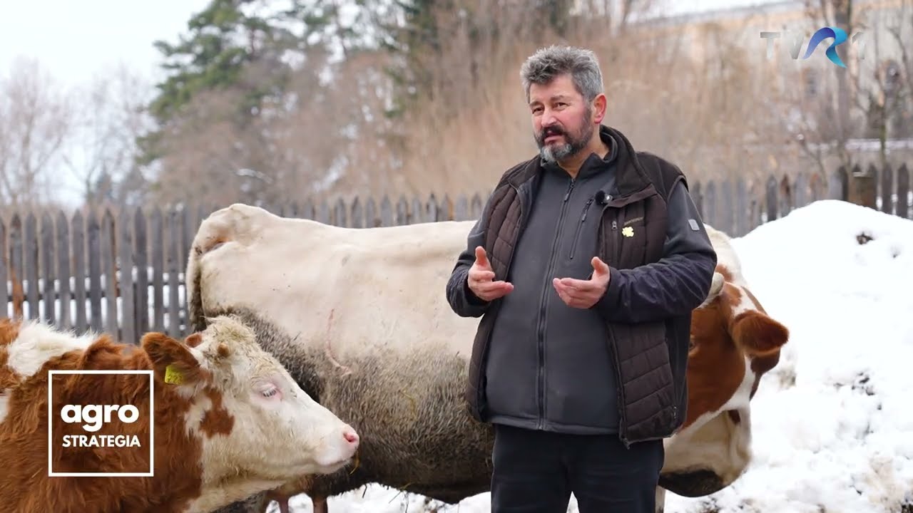 Gospodăria țărănească cu 10 vaci la muls, toate Bălțată Românească