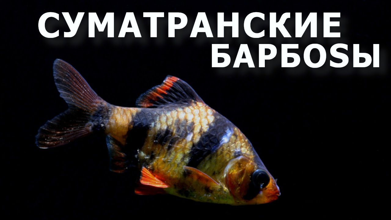 Барбус суматранский &ndash; аквариумный тигр!