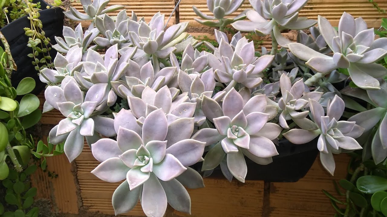 #Suculenta paraguyence graptopetalum+Vitor kane...