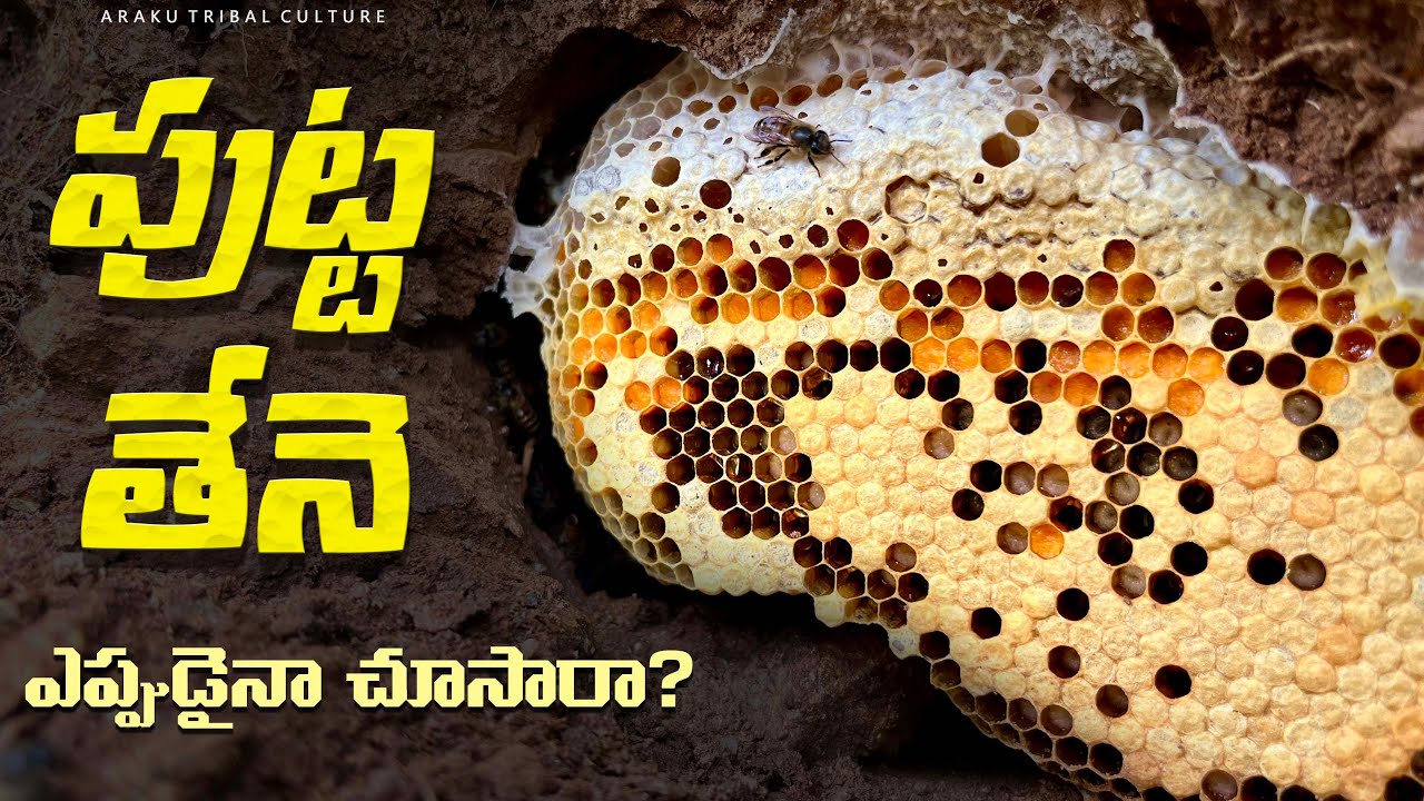పుట్ట తేనె : దీన్ని ఎలా తీస్తారో తెలుసా? || Wild honey harvesting