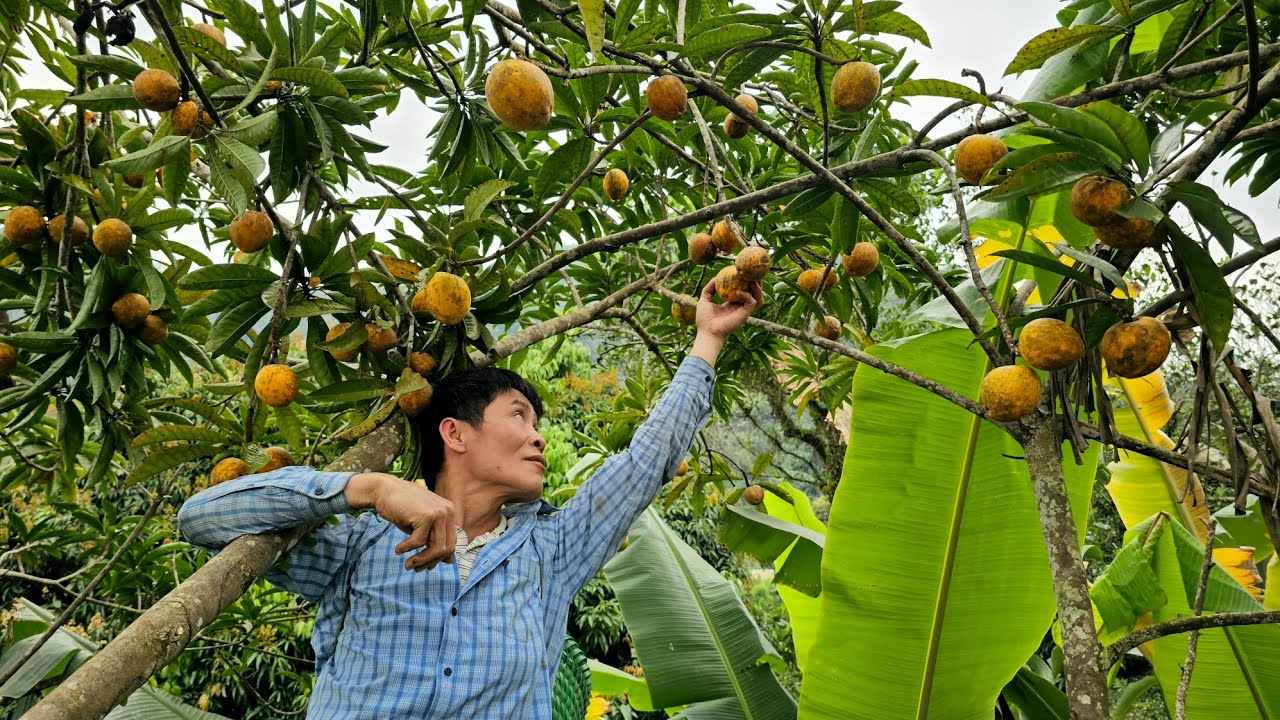 Harvesting Lekima Fruit Goes market sell- take care of the pet | Solo Survival