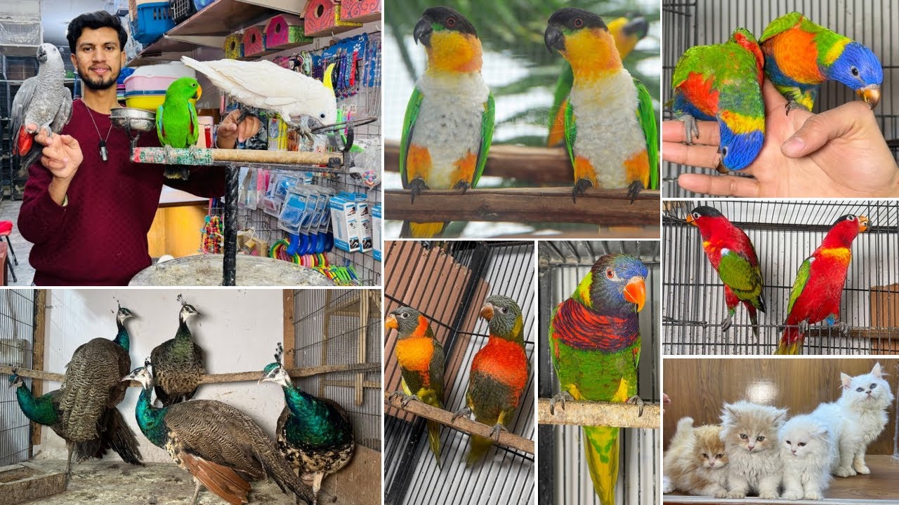 Birds Market Multan 31 January 2026 |Madni Birds Shop | Malik Danish | Handtamed Parrot Shop |