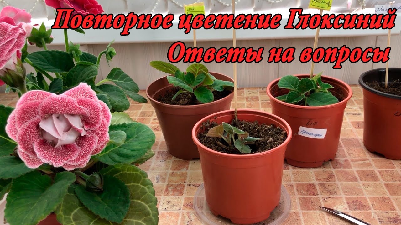 Повторное цветение Глоксиний. Ответы на Ваши вопросы