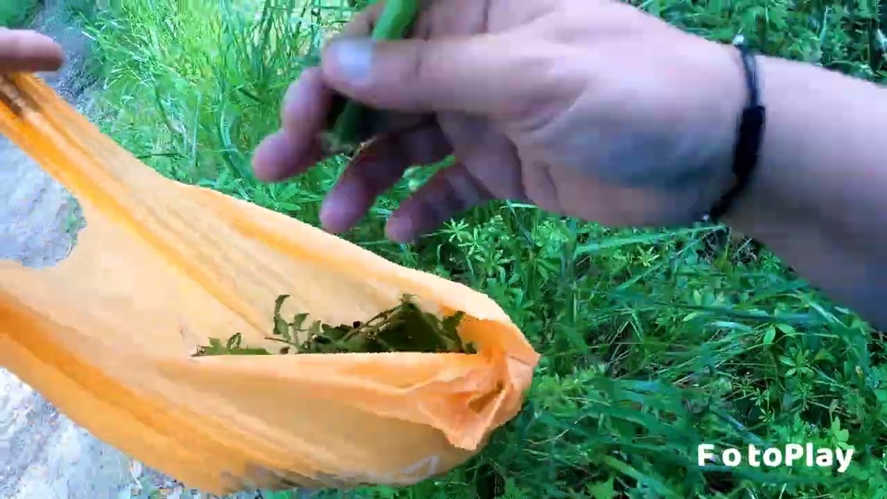 Raccolta erbe per le tartarughe di terra 🦋🐢🐢turtles food . cibo per le tartarughe 🐢 alimentazione.