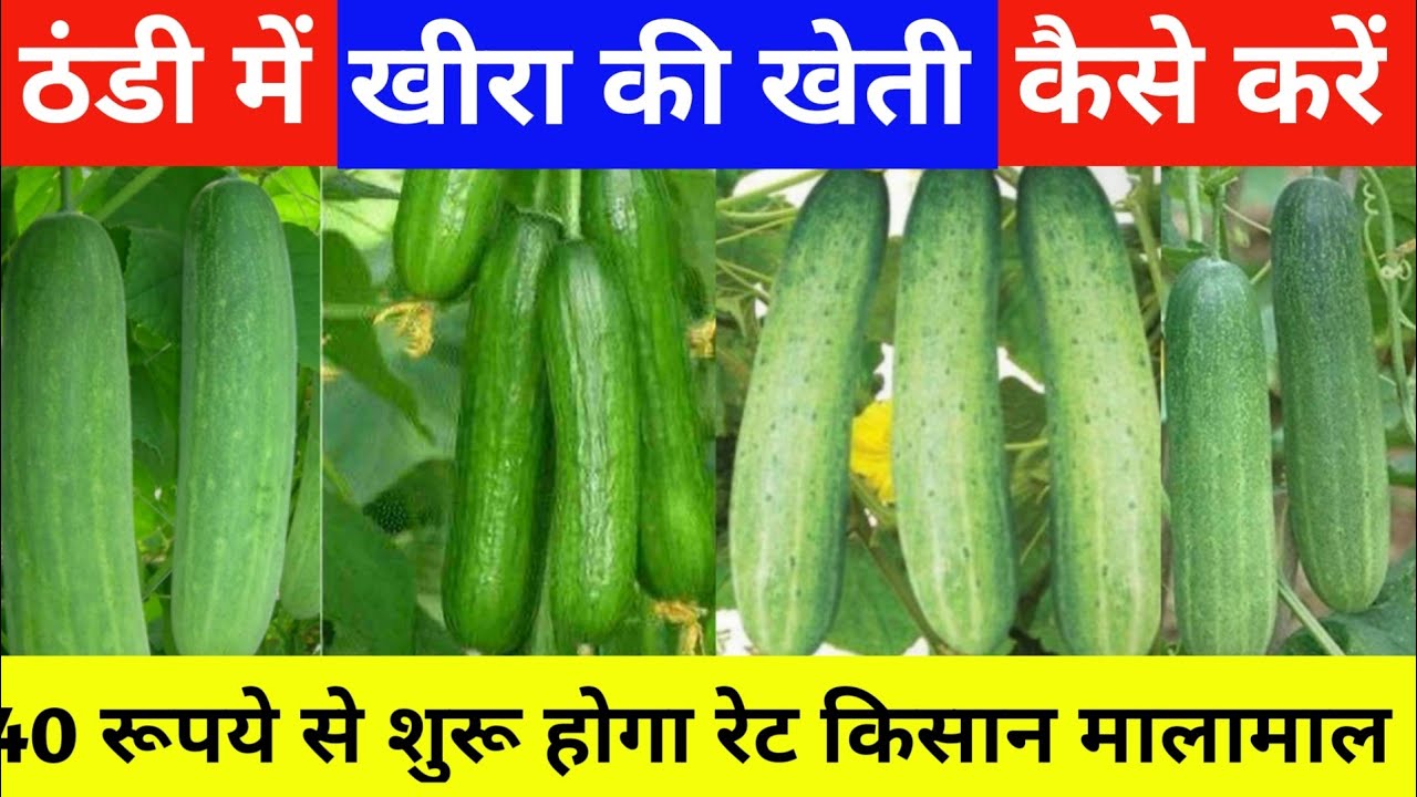 ठंड में खीरा की खेती कैसे करें// thandi me khira ki kheti/khira ki kheti #agricultureandscience 