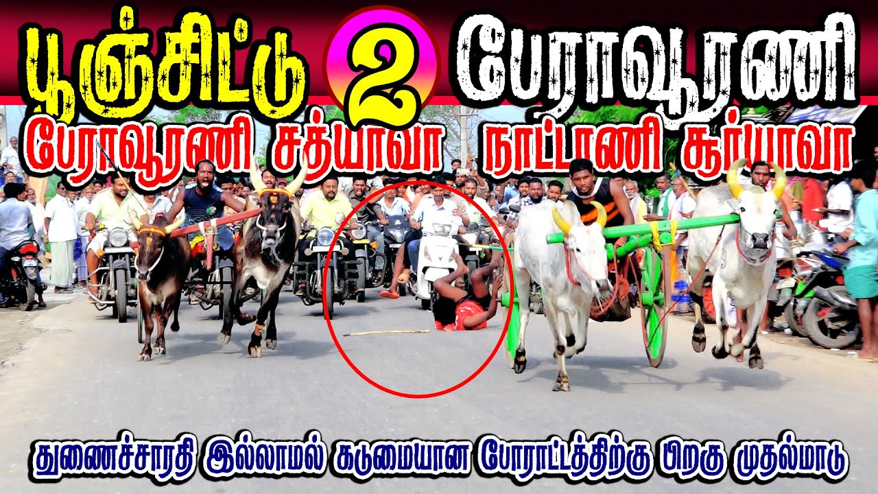 பேராவூரணி பூஞ்சிட்டுமாடு-02 பந்தயம் (27.01.2026) #perai_raj_digital #reklarace 