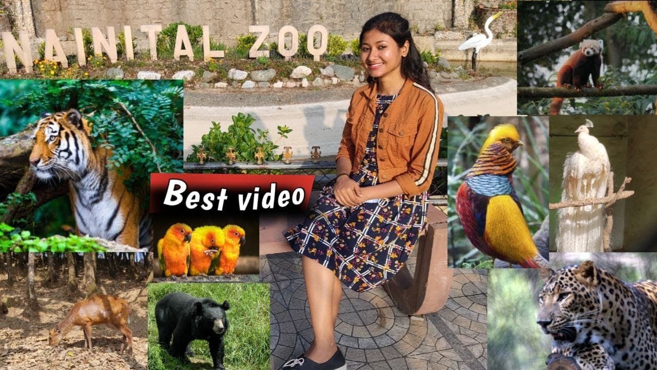 Nainital Zoo Complete Tour || All Animals || Latest Video of High Altitude Zoo || Vets Diary