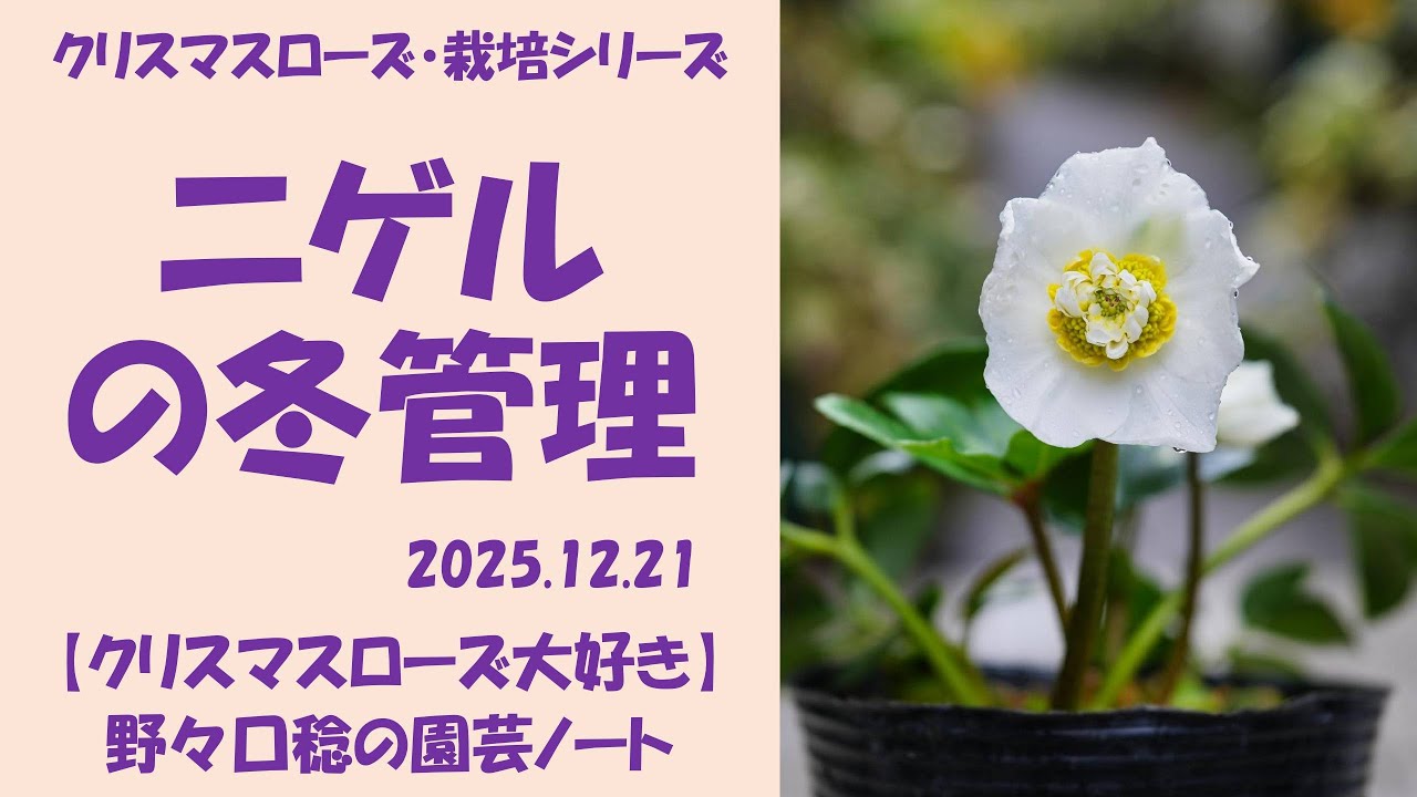 2025.12.21 ニゲルの冬管理
