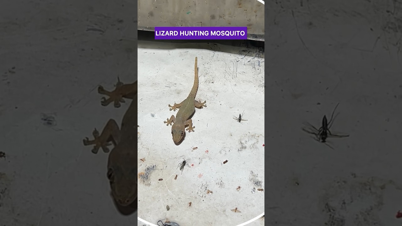 Lizard Eating Mosquito 🦟😂#shorts #chipkali #mosquito #animals