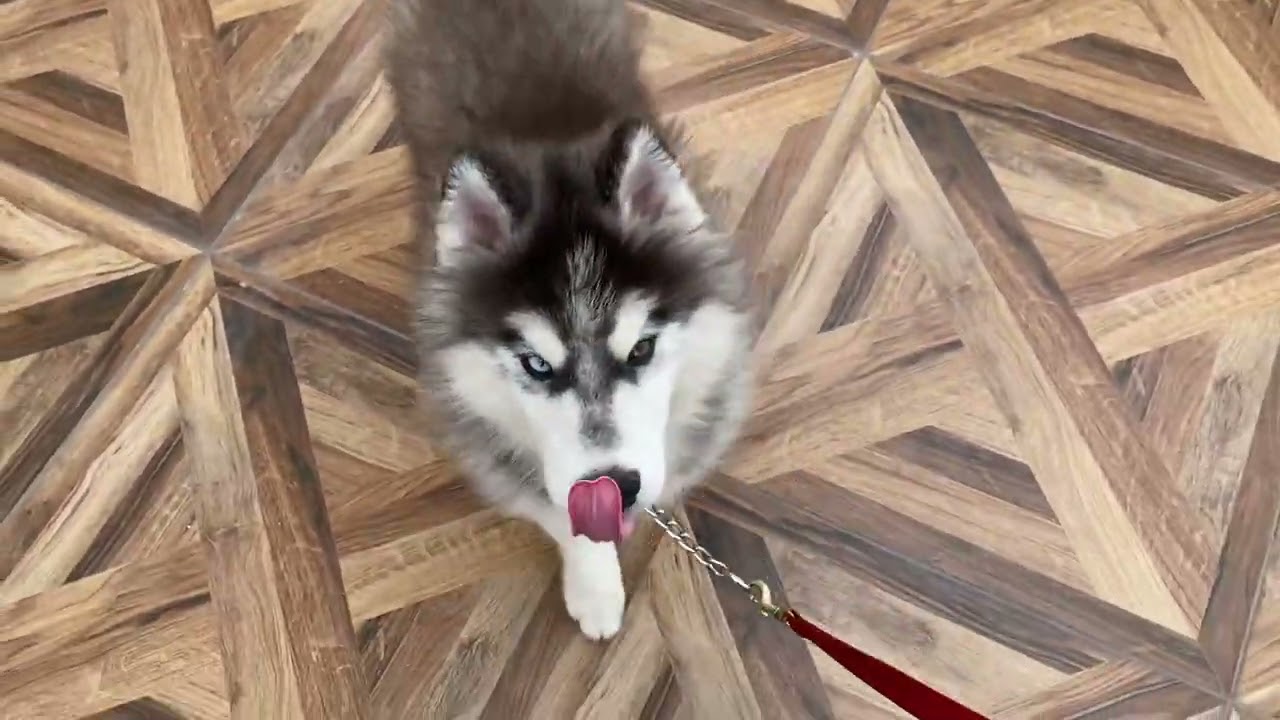 Husky dog training 10 day 3 command dog trainer batala