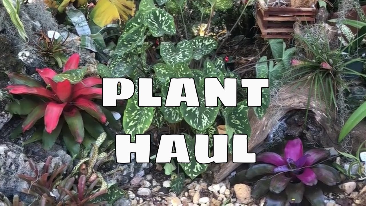 Plant Haul Lowe's Walmart Home Depot / Houseplants Succulents Cactus and Tropical Garden Plants
