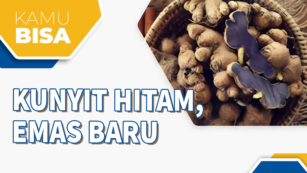 KUNYIT HITAM, EMAS BARU