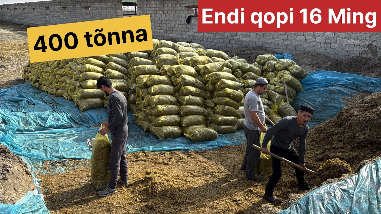 🐄🐎🐑Chorva uchun arzon ozuqa silos 400 tonna kech qolmang 