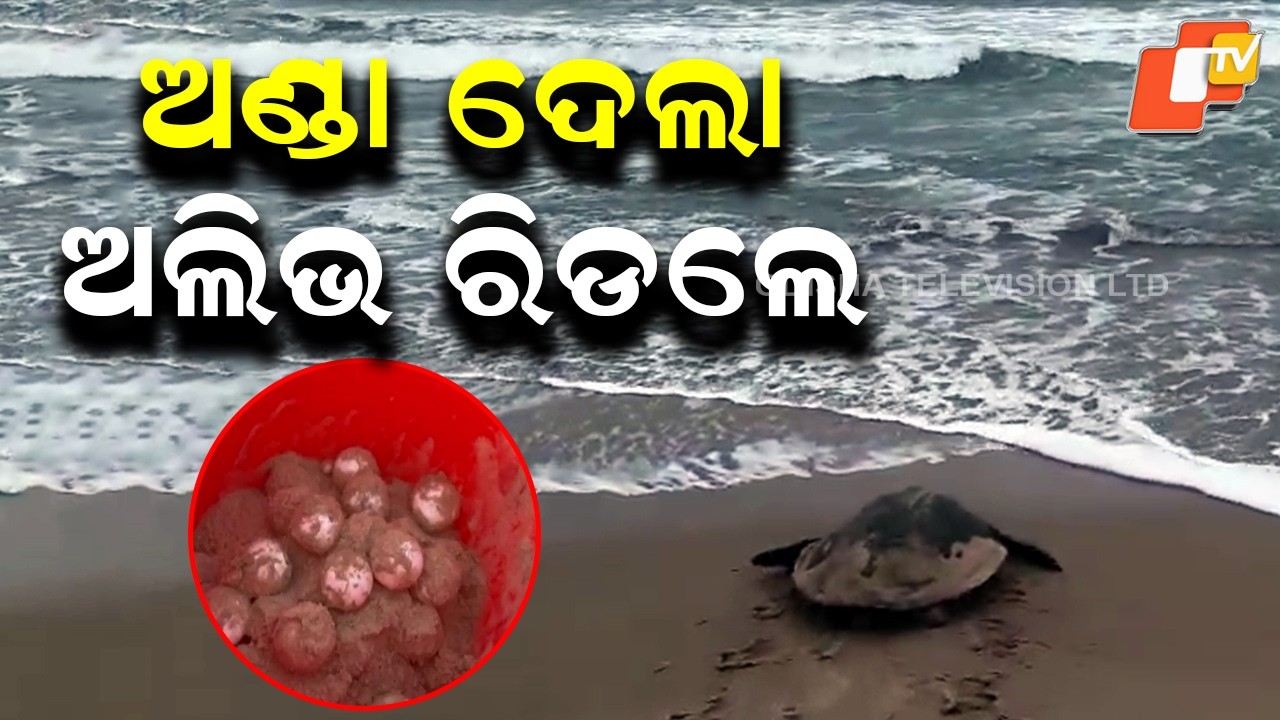 Olive Ridley Mass Nesting Begins at Rushikulya Beach in Ganjam