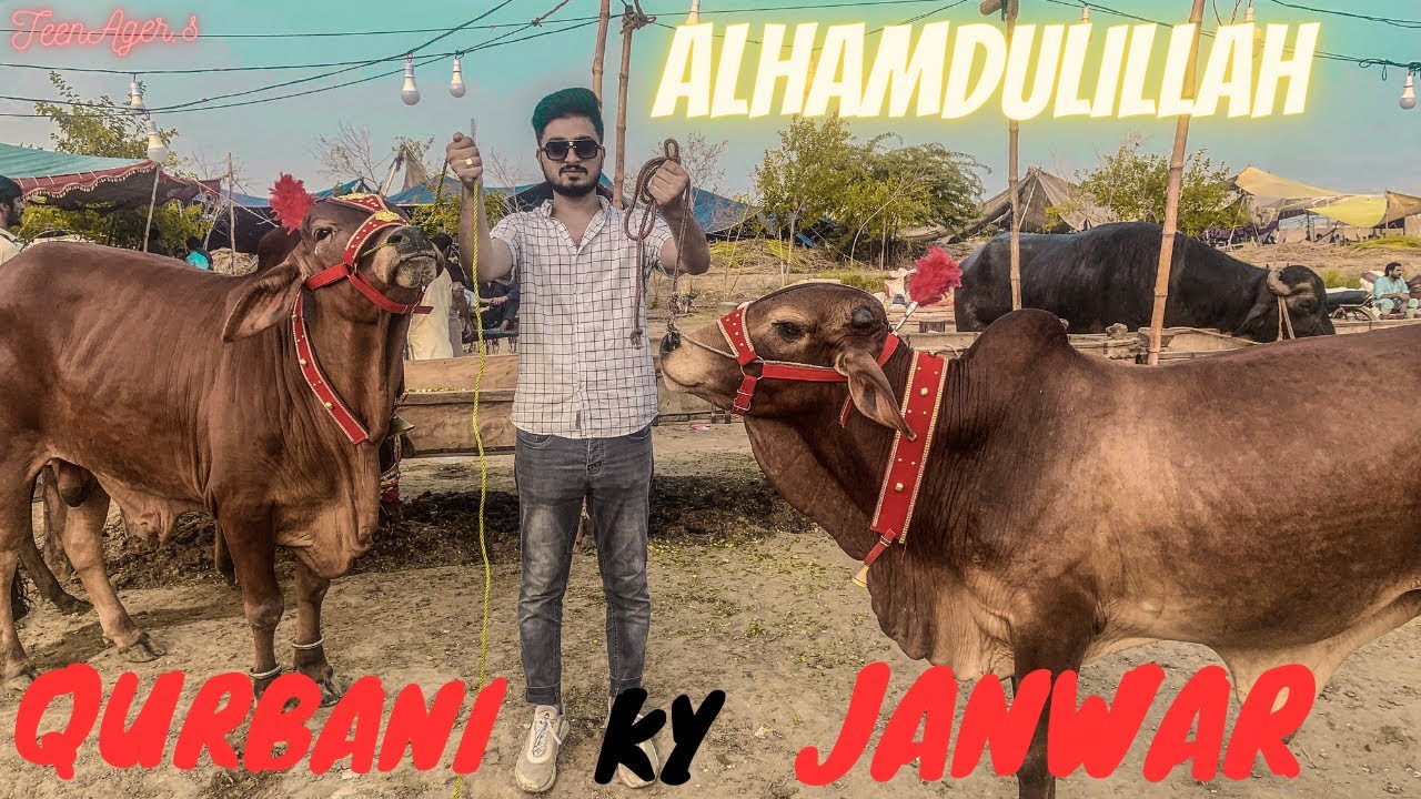 Hum Ny Qurbani Ky Heavy Bulls Ly Liya |Bakra Mandi| |Cow Mandi| |Eid ul Azha 2023|