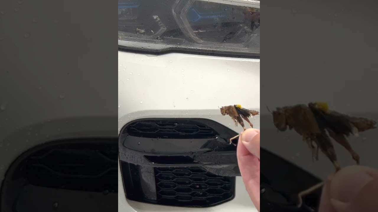 gyeon bug and grime meeting his match