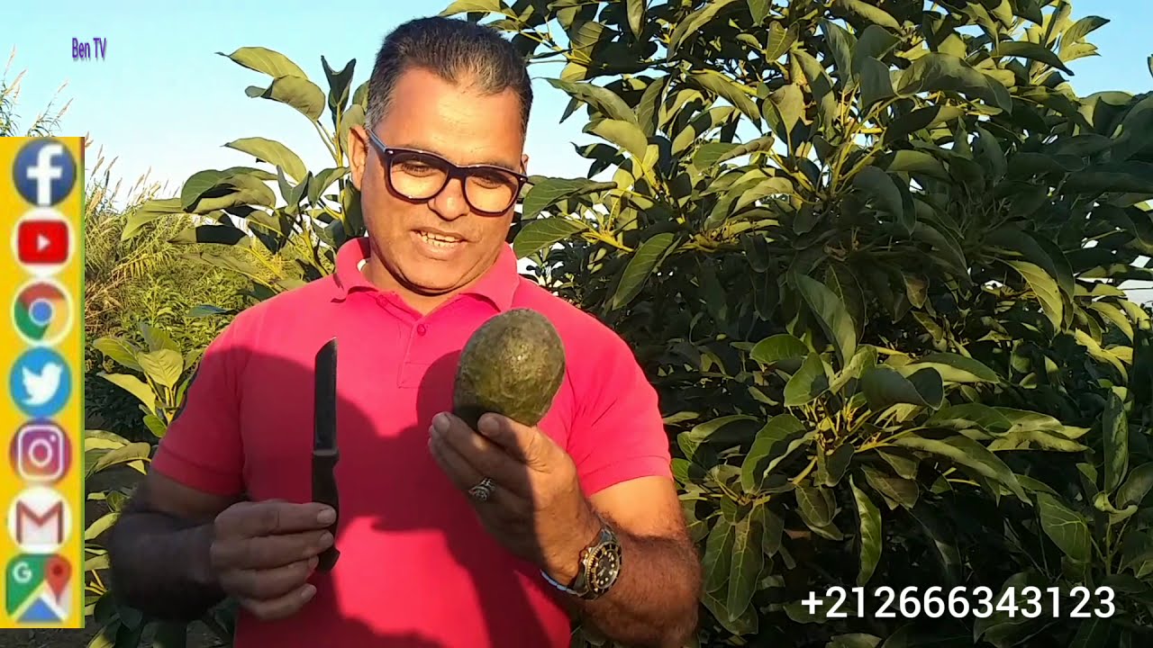 كيف تزرع عظمة الأفوكادو في المنزل