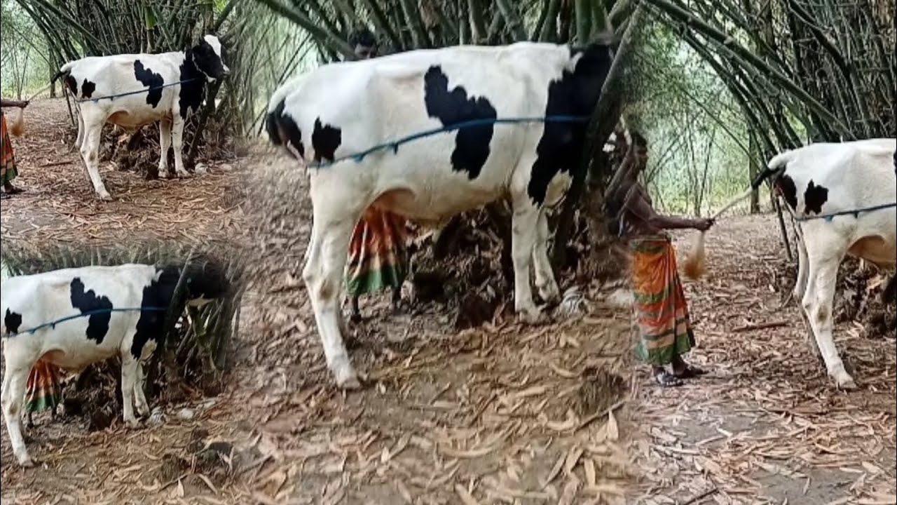 ব্র‍্যাকের সিমেন 185 নাম্বার বুলের 100% H/F এর বকনা#cow#farming#animals#vairalvideo#