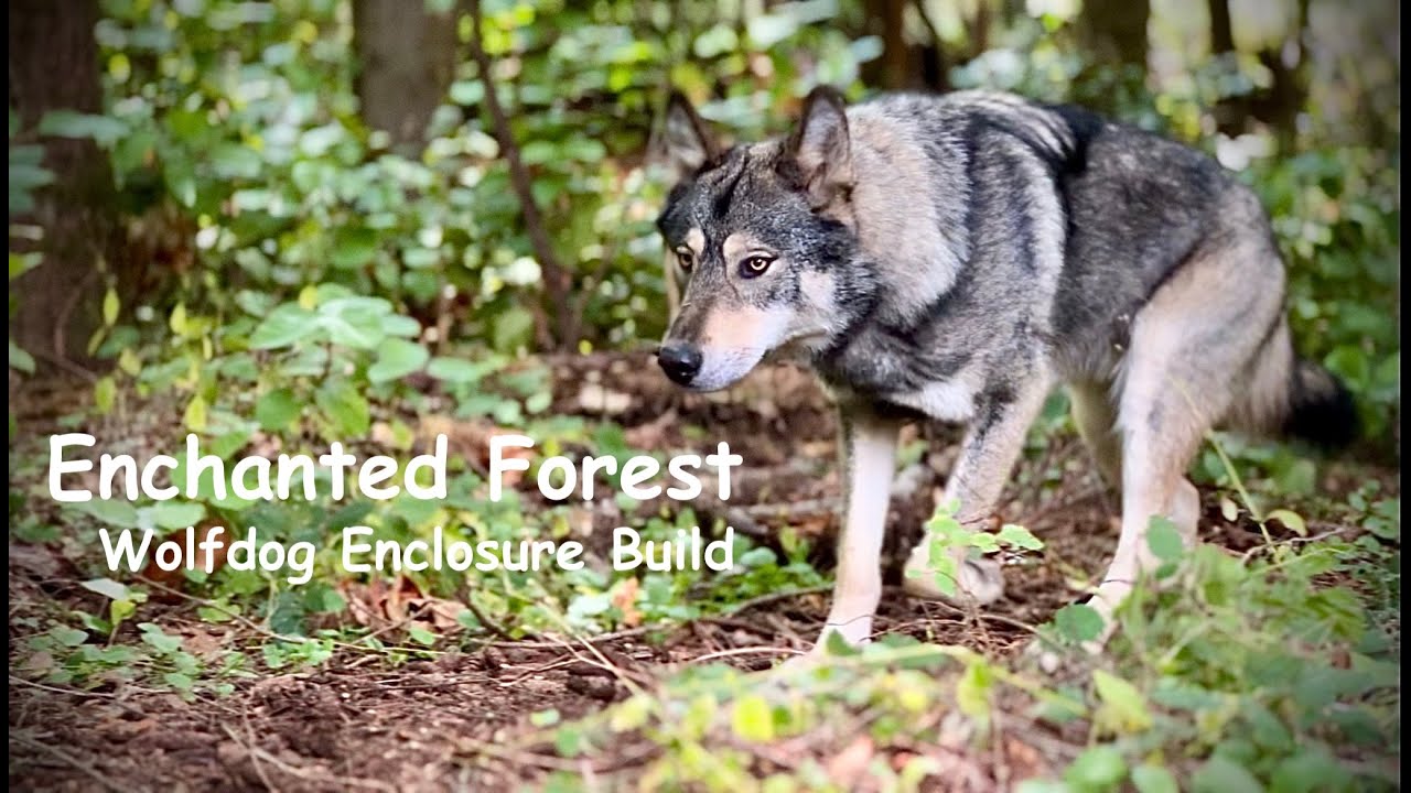 Forested Wolfdog Enclosure Build
