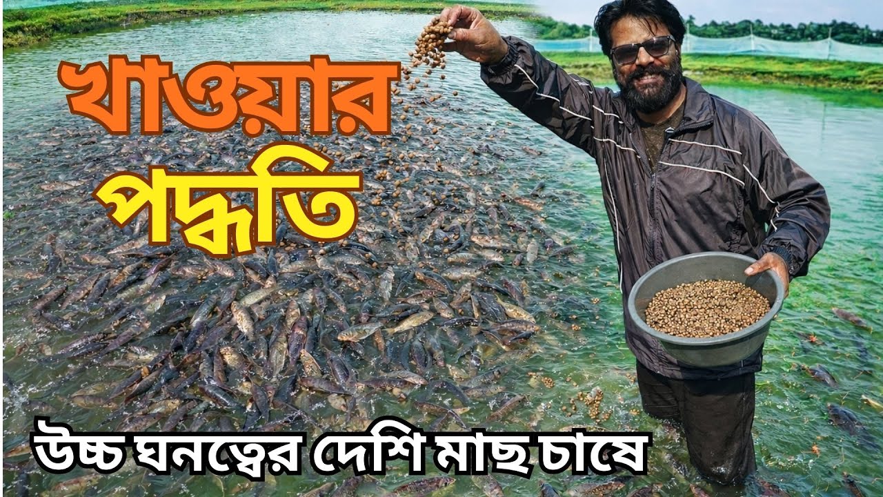 Feed Management ।। এইভাবে পুকুরে খাবার দিলে চাষী কখনো লস করবে না ।। Desi Fish Farming