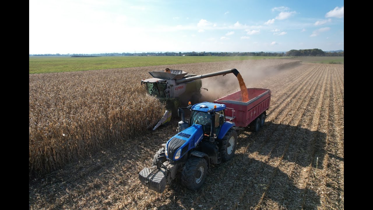CLAAS LEXION 770TT | Sklizeň kukuřice na zrno - služby pro ZD Dlouhá Loučka | 2024
