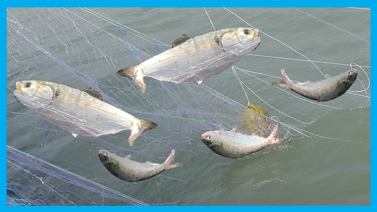 Live Ilish (Hilsa) Fish catching in Payra River | Catching Hilsa Fish by Fisherman | Fish Corn