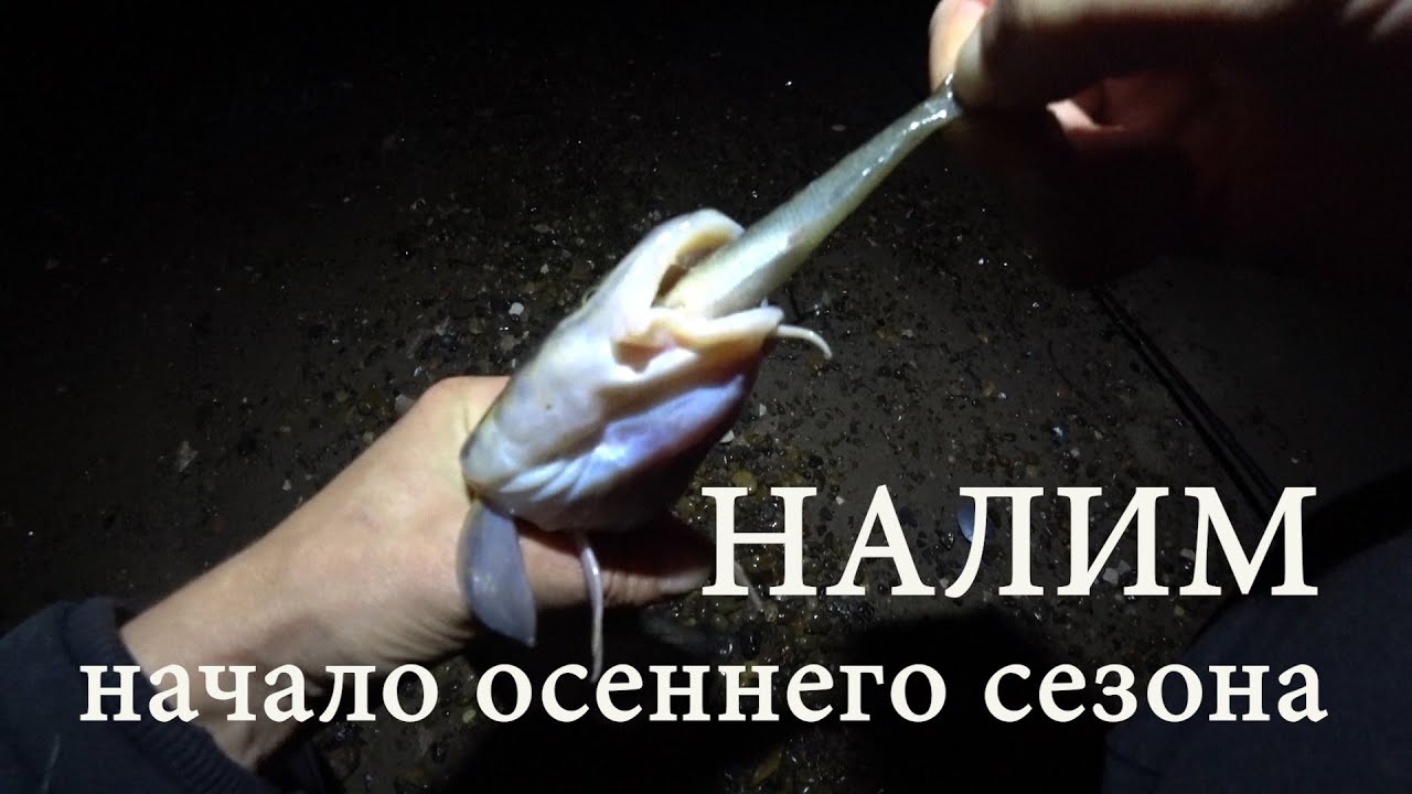 Рыбалка на НАЛИМА с берега на донки. Как поймать и на что клюет.  #налим #донки #рыбалка