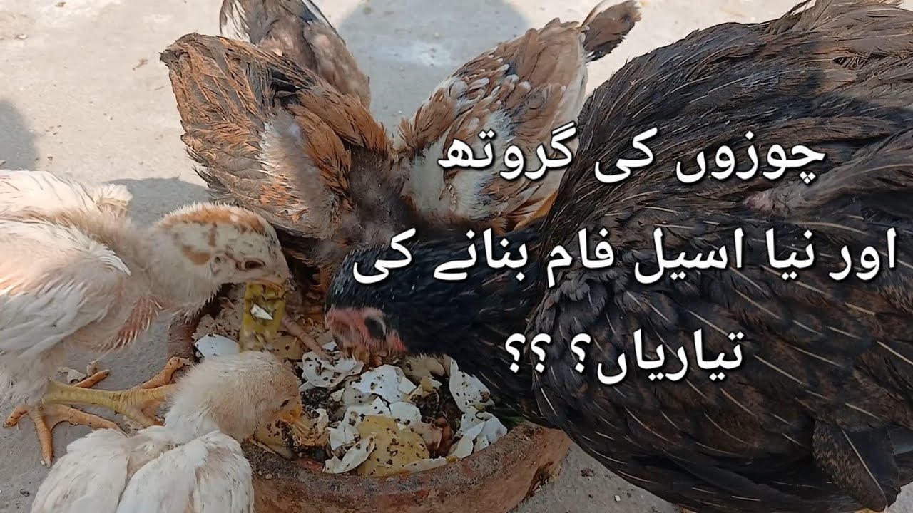 چوزوں کی گروتھ اور نیا اسیل گھر بنانے کا پلان
