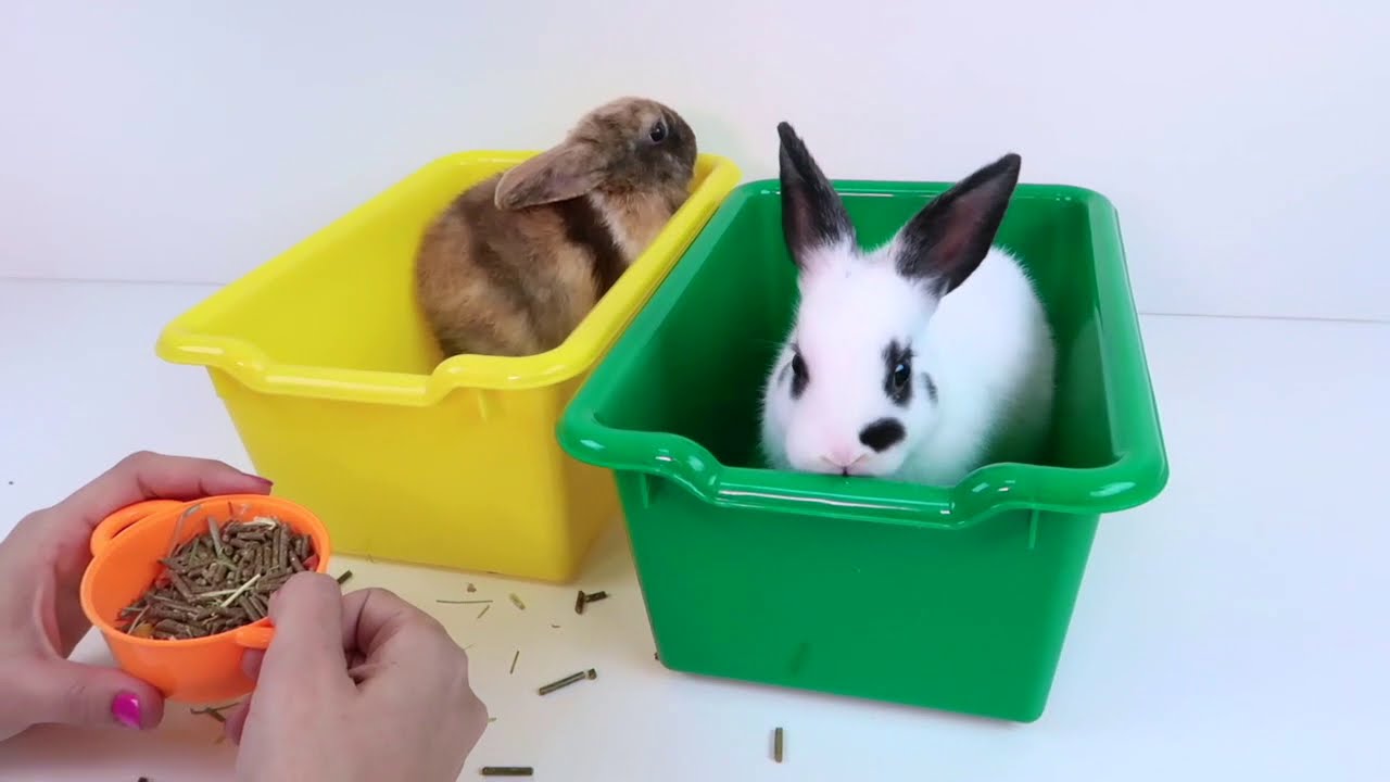 Adorables Conejitos Toy