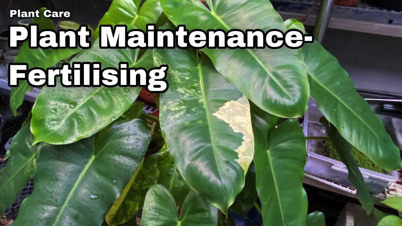 Plant Maintenance - Fertilising Ep 44