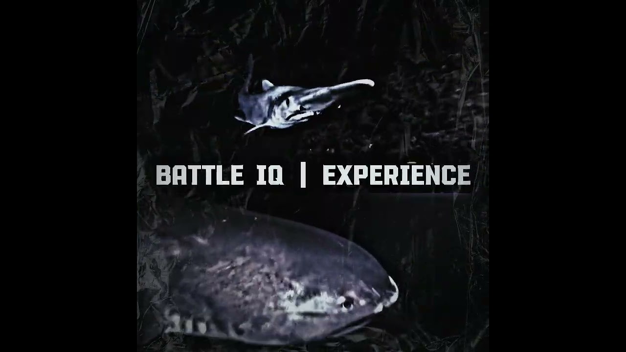 Goblin Shark vs Megamouth Shark