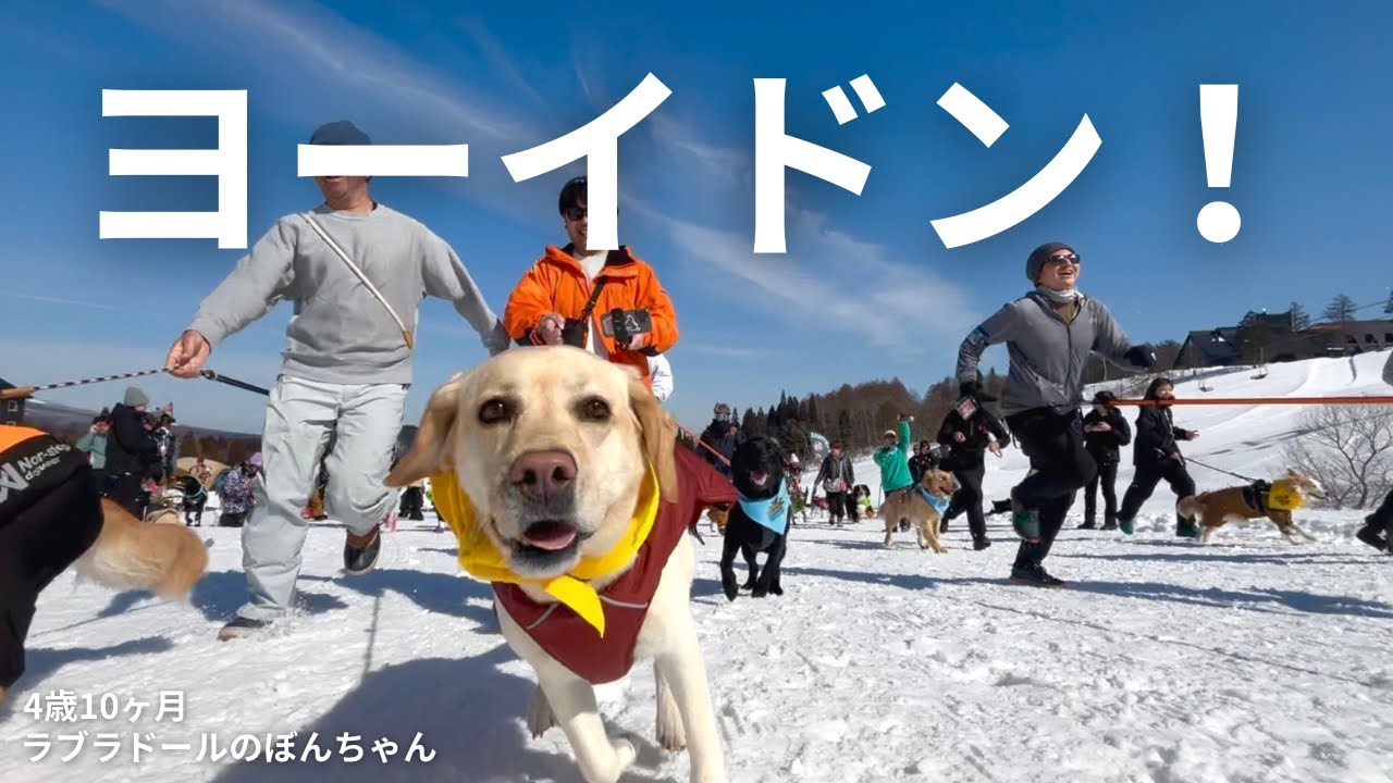 【ラブラドール#182】ヨーイドン！体力なしコンビが挑む黒姫高原スノーパークで運動会★labrador retriever   ラブラドールレトリバー　大型犬　雪遊び