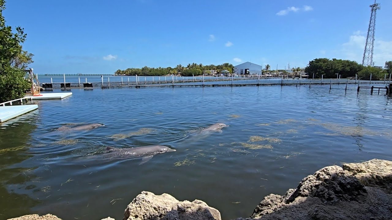 Dolphin Research Center - Florida Keys
