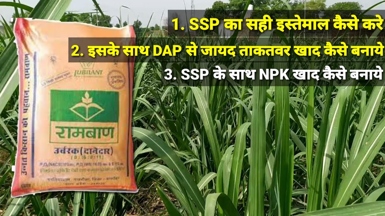SSP को DAP, NPK से ज्यादा ताकतवर खाद कैसे बनाए । SSP ka Sahi Istemaal Kaise Kre ।