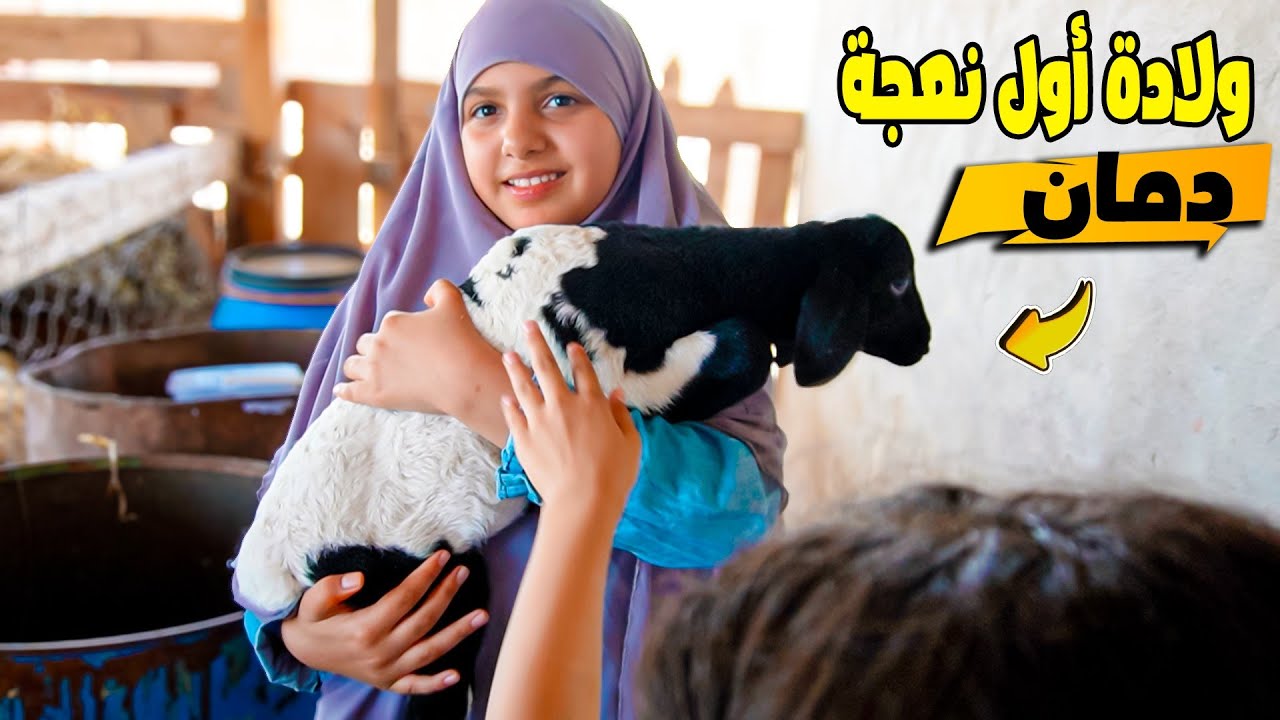 ما توقعنا يصير هذا! أول ولادة دمان في المزرعة / وجدنا حيوان سام بالمسبح😱