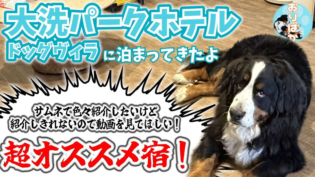超大型犬バーニーズが最強コスパ宿・大洗パークホテル・ドッグヴィラ[tassu棟]に泊まってみた！なんとサウナ＆温泉露天風呂付！【バーニーズマウンテンドッグ・オリバー】