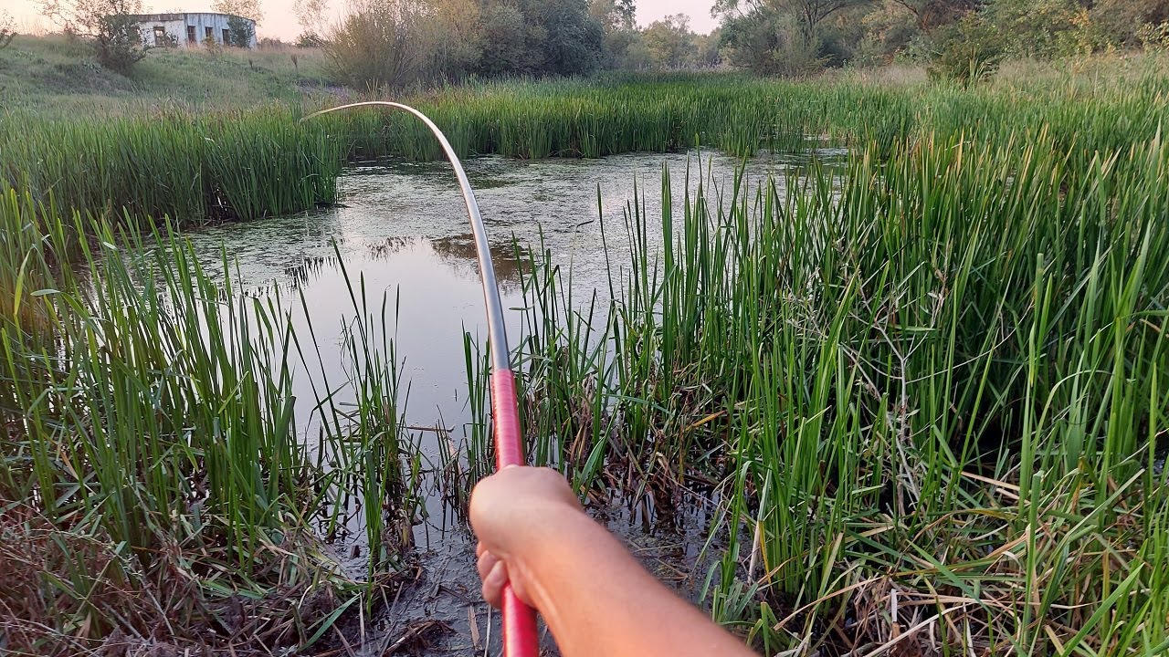 Am găsit o balta veche plina de peste