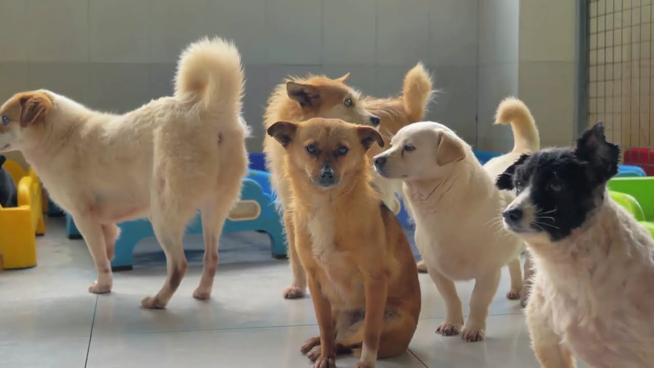 Which is better, Purebred or Mixed breed Mutt Dog, Which one should you get?