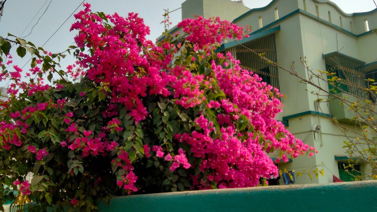 Good evening sobai chole eso #ytvirallivefriend