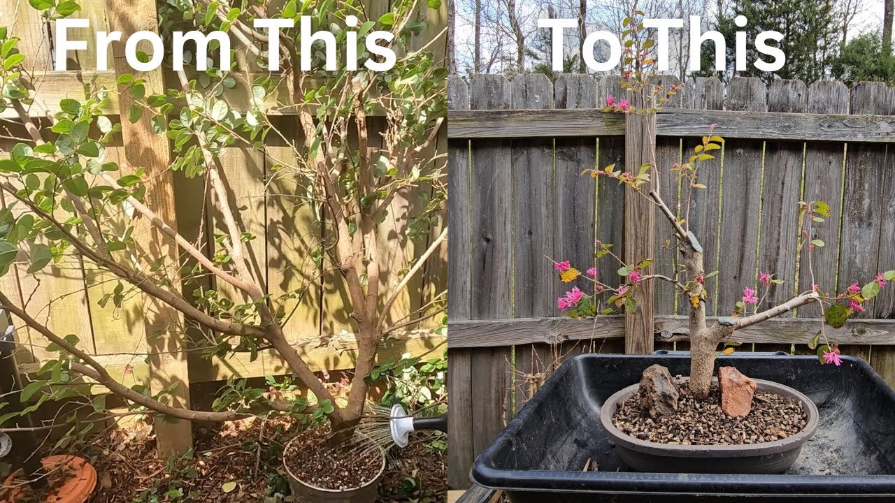 Repotting My Air-layered Chinese Fringe: Bonsai Journey Begins!