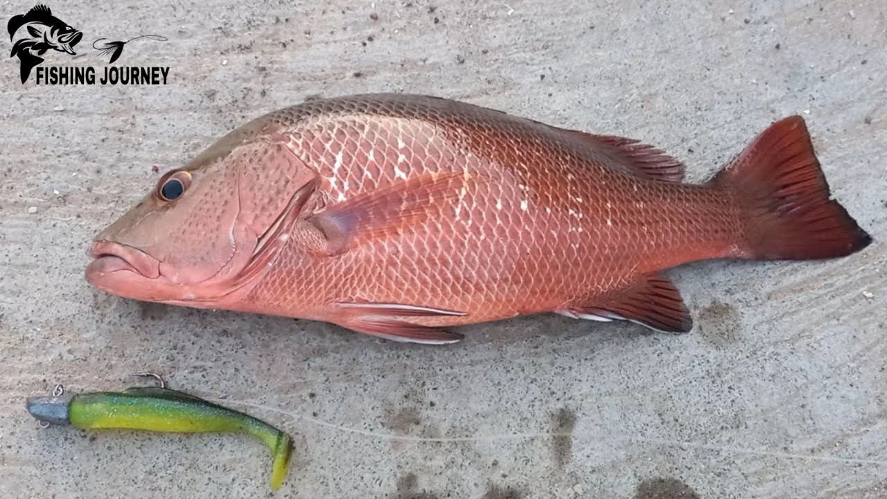 More Then Sticks Catch Some Fishes In Jetty Fishing