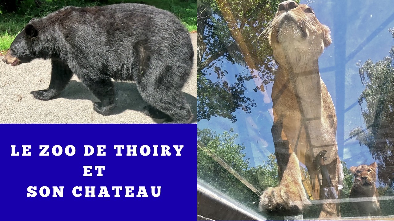 LE ZOO DE THOIRY et SON CHATEAU , Deux VISITES à faire sans hésiter dans les Yvelines