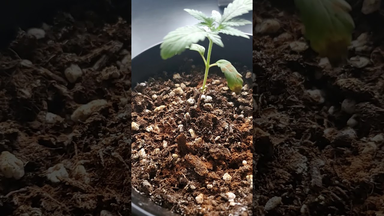 How to fix stunted plants (part 2)