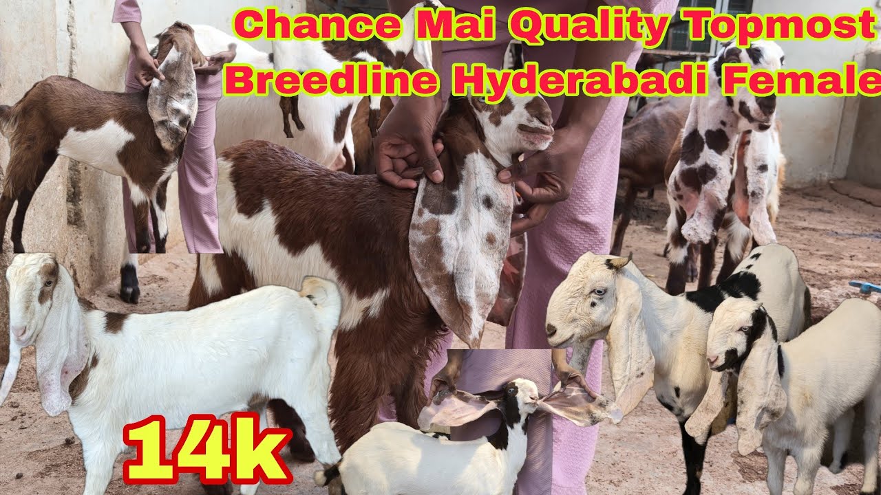 Offer Mai Quality Topmost Breedline Premium Quality Hyderabadi Male & Female Goats kids |Gulabi king