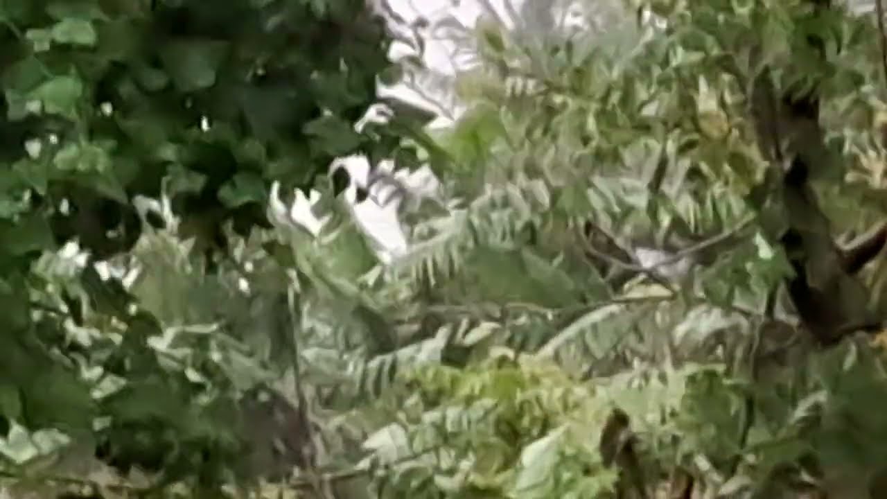 kadum malai Jaffna