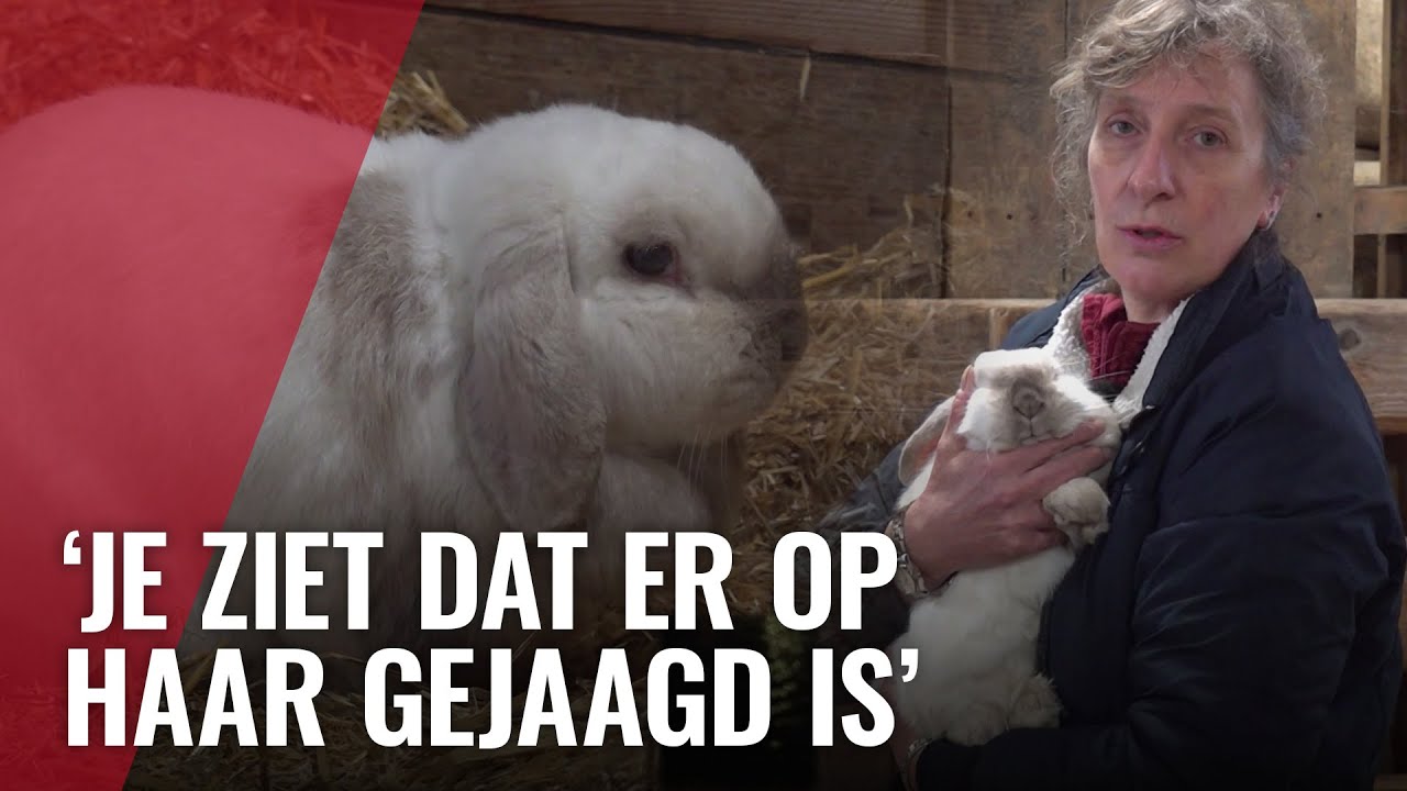 Ontvoerd konijn na 2 maanden gevonden