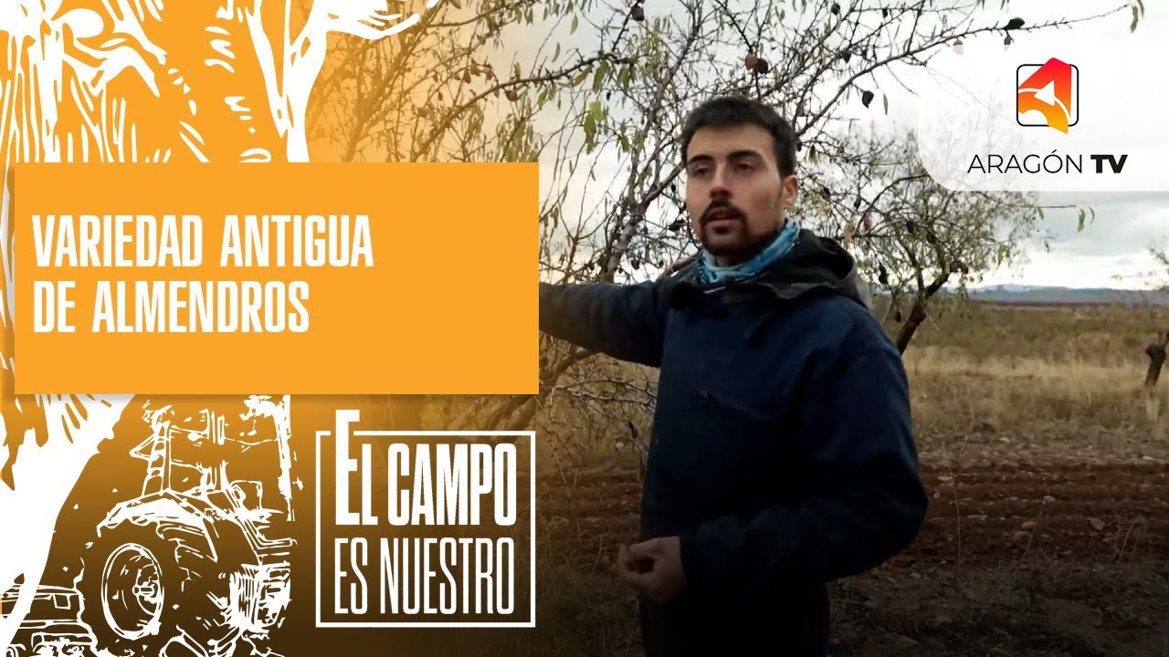 Recuperación de la variedad antigua de almendros