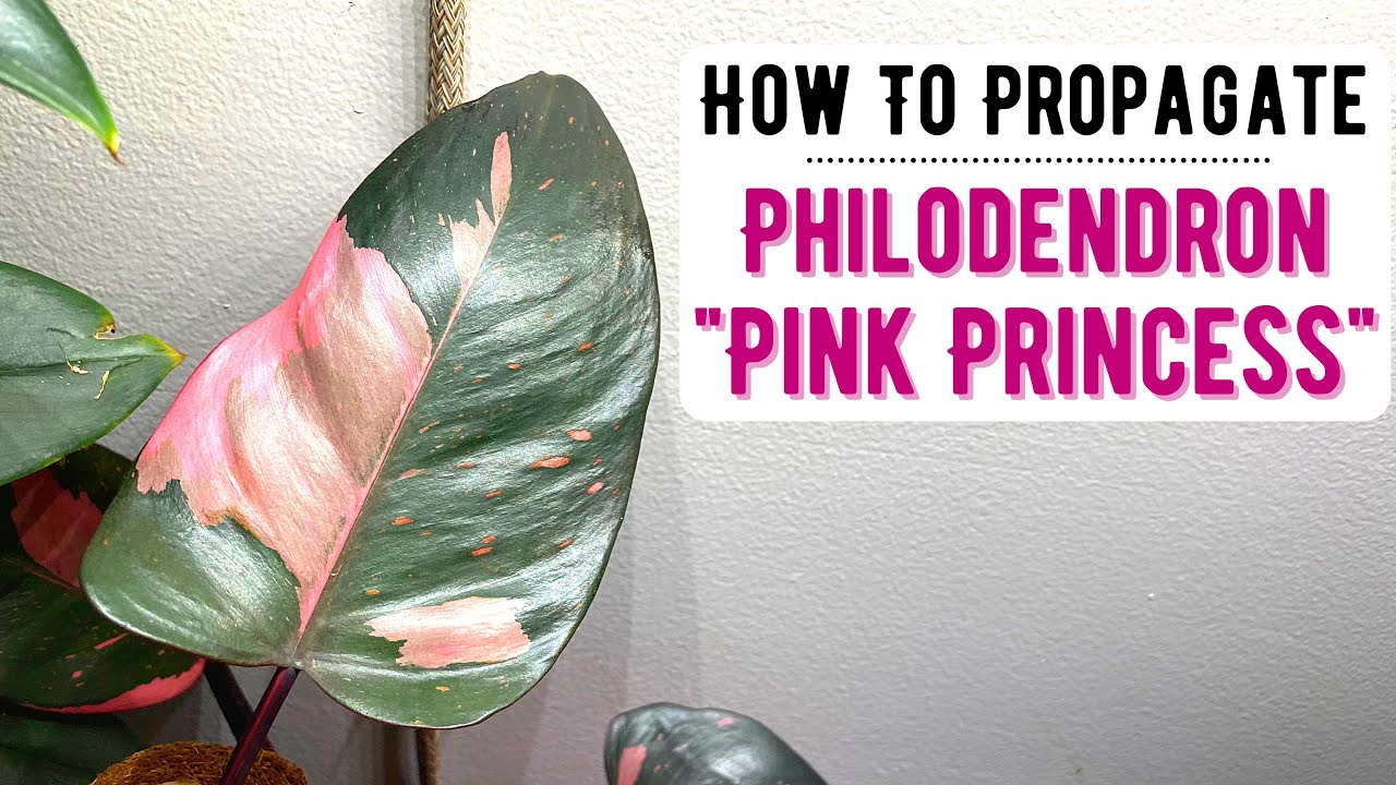 Propagating My Philodendron 