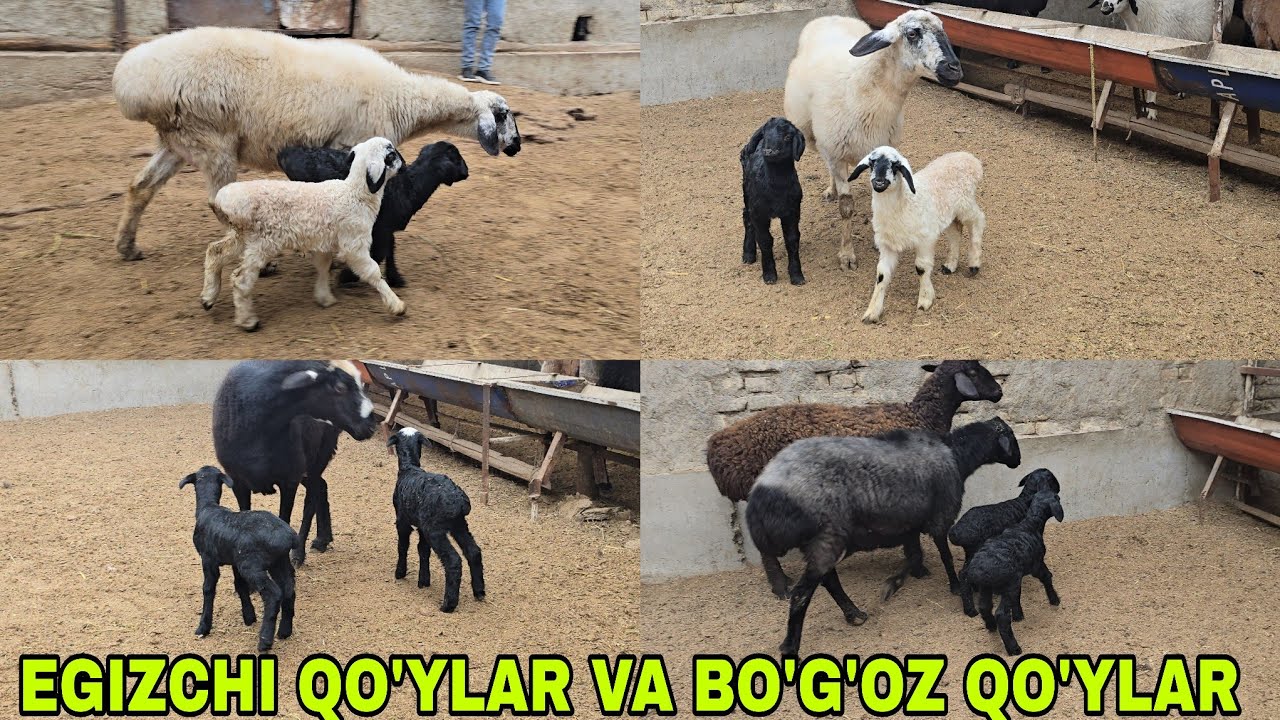 Qodirjon ukamizdan egizchi qo'ylar va bo'g'oz qo'ylar16 января 2026 г.